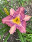 Plant name: Daylily Hemerocallis  cv. Blue Dude